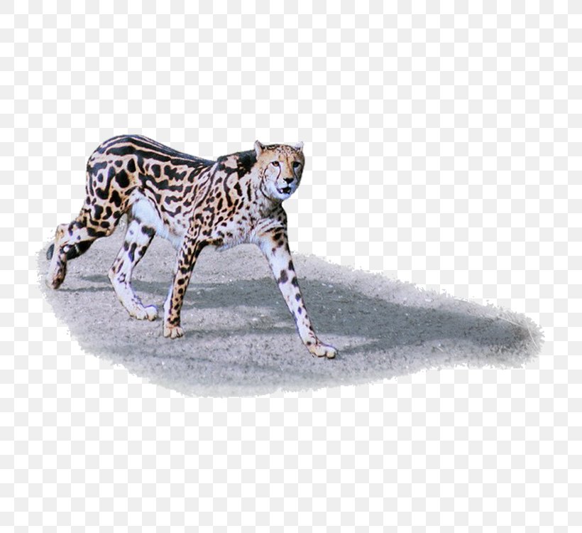 Cheetah Leopard Jaguar Tiger Lion, PNG, 750x750px, Leopard, Animal, Big Cat, Big Cats, Carnivora Download Free