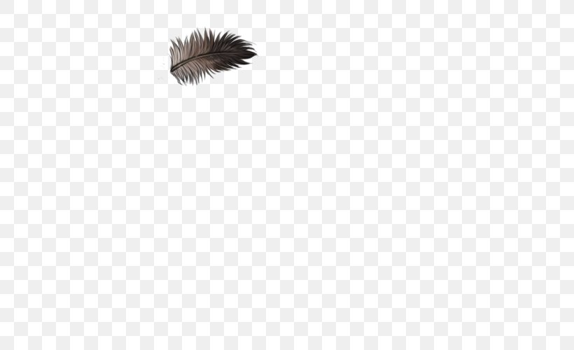 Feather Fur Wing Tail Eyelash, PNG, 640x500px, Feather, Animal, Black, Black M, Closeup Download Free