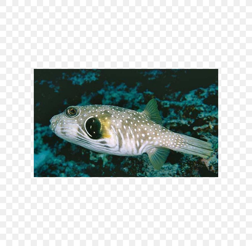 Pufferfish Fugu White-spotted Puffer Marine Biology Fauna, PNG, 600x800px, Pufferfish, Animal Source Foods, Biology, Bony Fish, Fauna Download Free