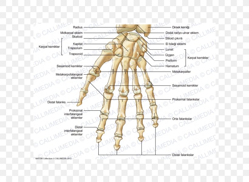 Thumb Homo Sapiens Carpal Bones Anatomy, PNG, 600x600px, Watercolor, Cartoon, Flower, Frame, Heart Download Free