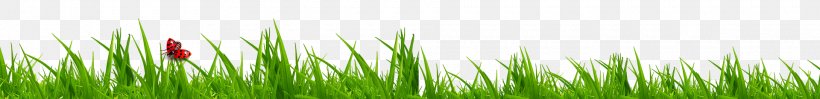 Wheatgrass Green Close-up Computer Wallpaper, PNG, 1920x232px, Wheatgrass, Closeup, Computer, Grass, Grass Family Download Free