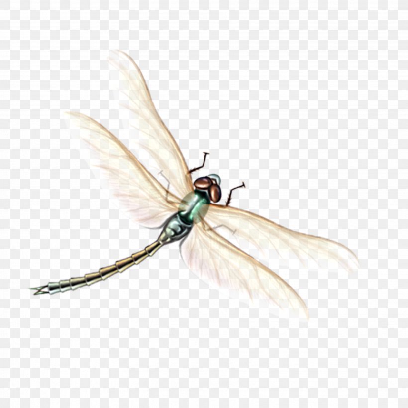 Insect Dragonflies And Damseflies Fly Pest Damselfly, PNG, 3464x3464px, Insect, Damselfly, Dragonflies And Damseflies, Dragonfly, Fly Download Free