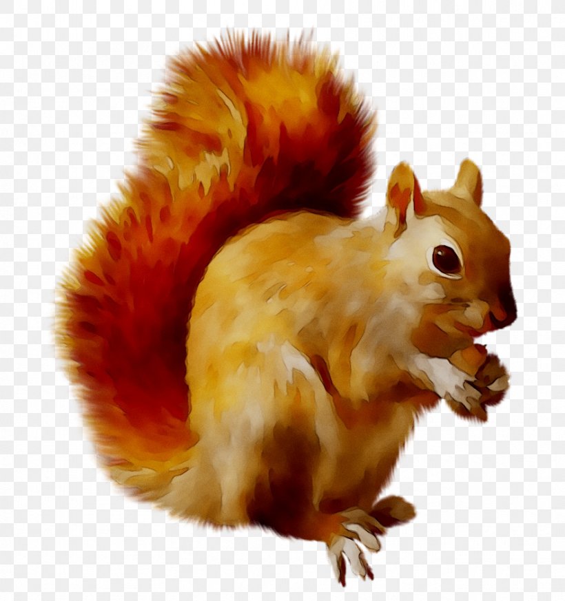 Squirrel Clip Art Transparency Image, PNG, 883x941px, Squirrel, Animal, Chipmunk, Eurasian Red Squirrel, Fawn Download Free