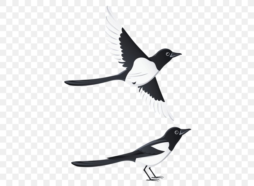 Bird Eurasian Magpie Clip Art, PNG, 470x600px, Bird, Beak, Black And White, Crow, Drawing Download Free