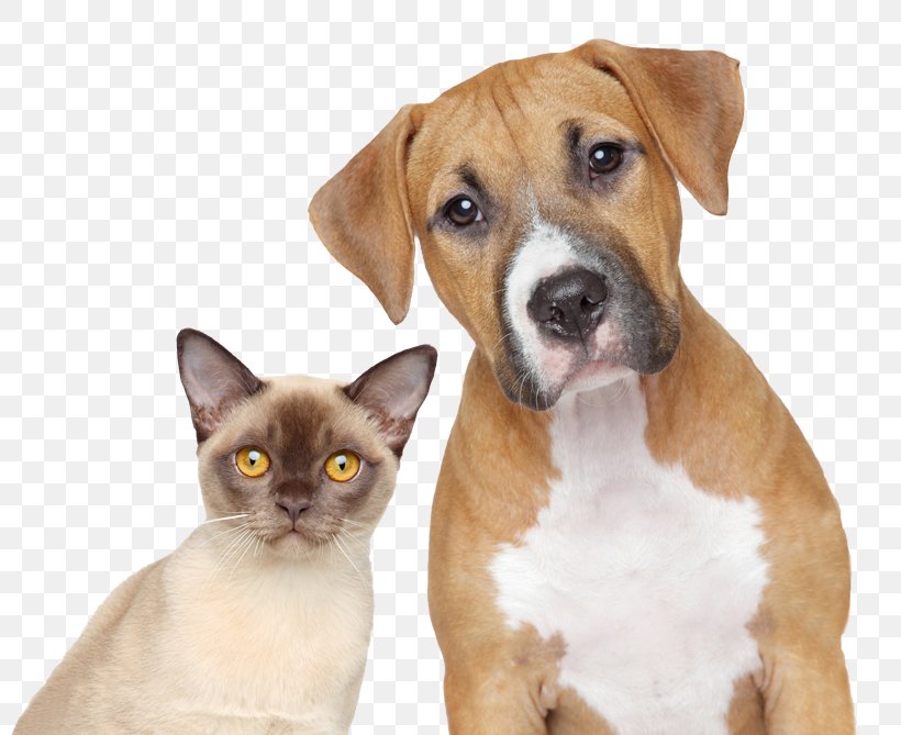 Dog–cat Relationship Dog–cat Relationship Pet Veterinarian, PNG, 800x669px, Cat, Animal, Animal Control And Welfare Service, Animal Rescue Group, Cat Like Mammal Download Free