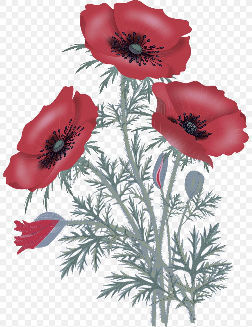 Flower Flowering Plant Oriental Poppy Red Plant, PNG, 800x1062px, Flower, Anemone, Coquelicot, Corn Poppy, Flowering Plant Download Free