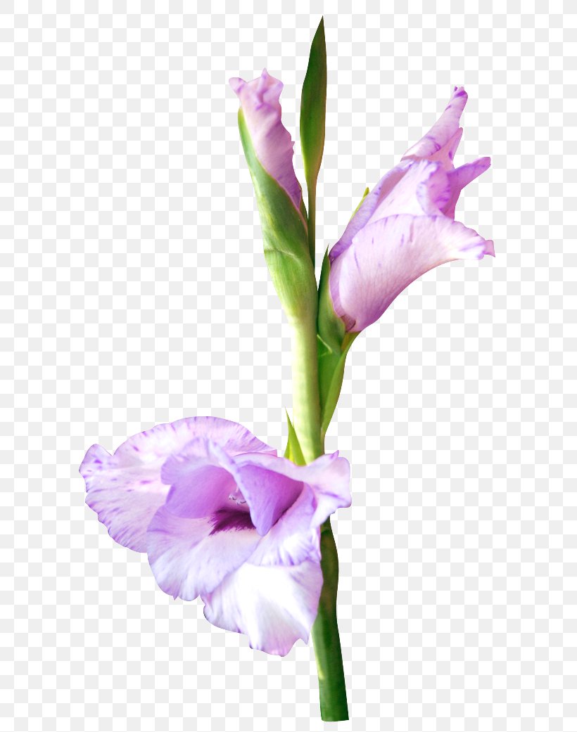 Gladiolus Cut Flowers Petal Poinsettia, PNG, 650x1041px, Gladiolus, Cattleya, Christmas, Common Daisy, Cut Flowers Download Free