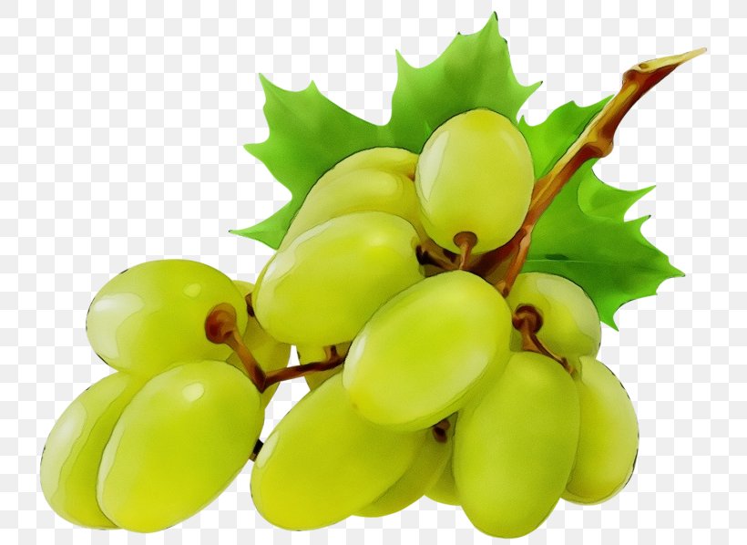 Grape Seedless Fruit Grapevine Family Fruit Plant, PNG, 750x598px, Watercolor, Fruit, Grape, Grape Leaves, Grapevine Family Download Free
