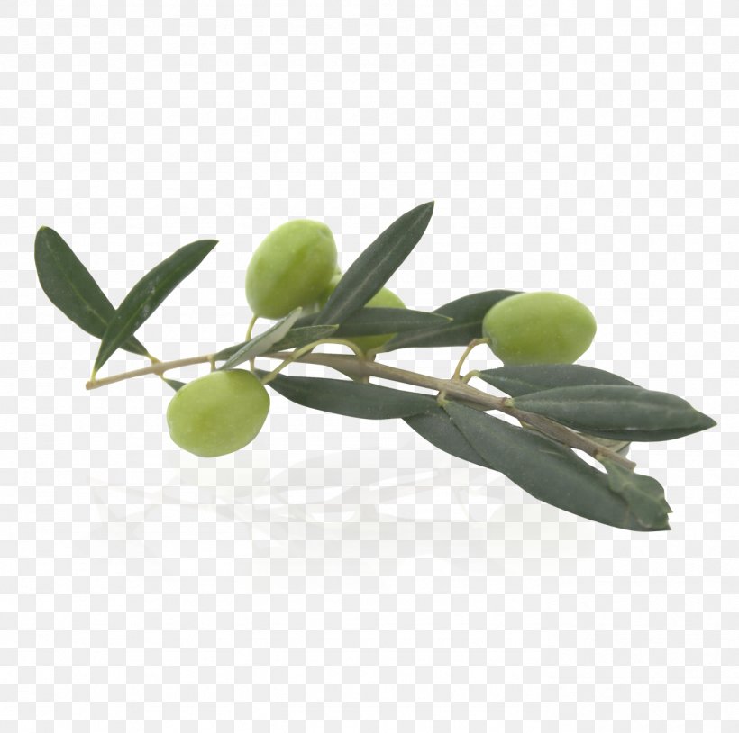 Olive Oil Food, PNG, 1384x1374px, Olive, Animaatio, Branch, Food, Fruit Download Free