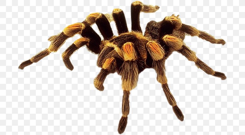 Spider Image Clip Art Eight Legs, PNG, 701x451px, Spider, Angulate Orbweavers, Arachnid, Arthropod, Brown Recluse Spider Download Free