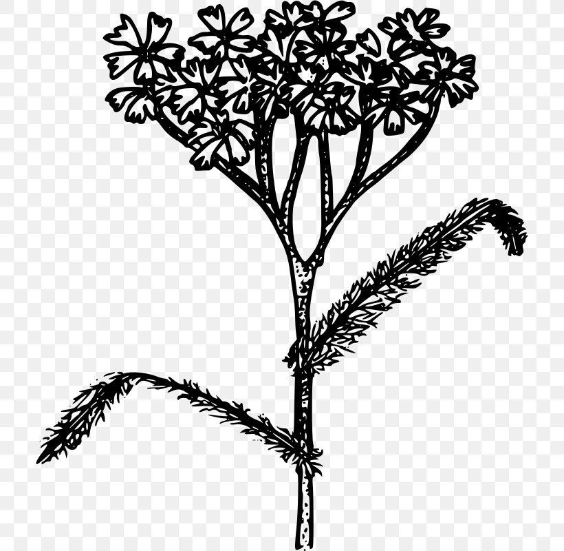 Yarrow Line Art Drawing, PNG, 716x800px, Yarrow, Black And White, Branch, Coloring Book, Drawing Download Free