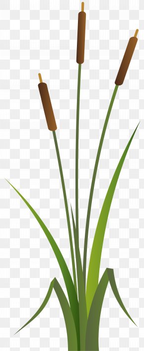 Bulrush Clip Art, PNG, 600x438px, Bulrush, Art, Artwork, Black, Black ...