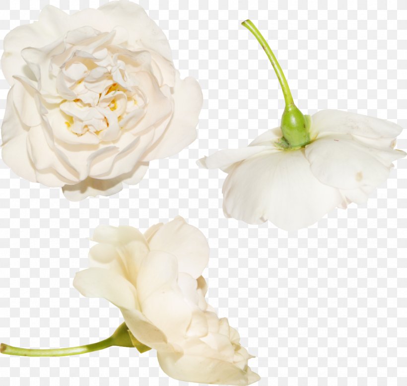 Garden Roses Flower Clip Art, PNG, 1078x1024px, Garden Roses, Cut Flowers, Depositfiles, Directory, Flower Download Free