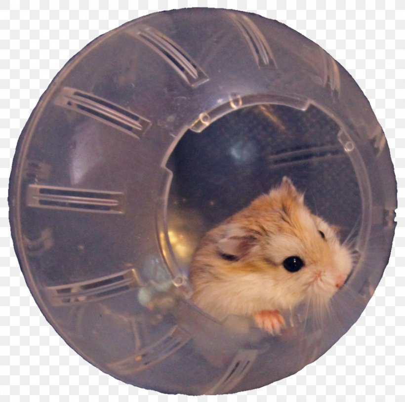 Hamster Ball Rodent Roborovski Hamster Muroidea, PNG, 900x894px, Hamster, Animal, Cage, Cat, Guinea Pig Download Free