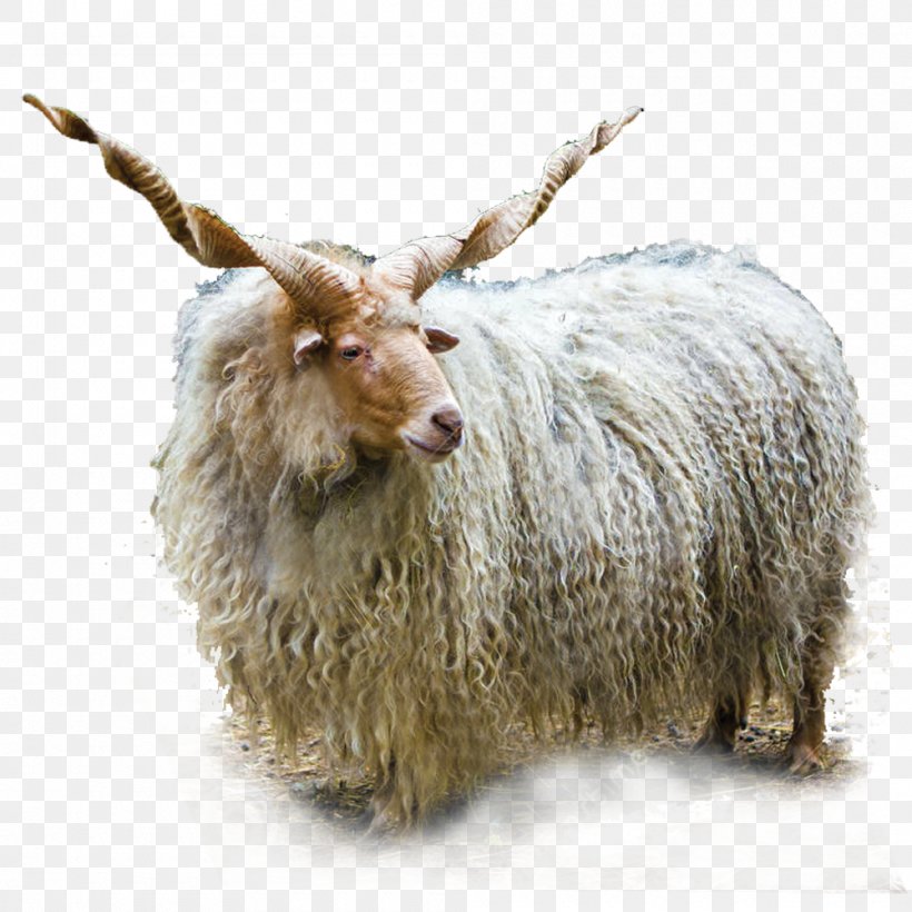 Racka Ovis Orientalis Barbary Sheep Red Deer Markhor, PNG, 1000x1000px, Racka, Antler, Barbary Sheep, Bighorn Sheep, Cattle Like Mammal Download Free