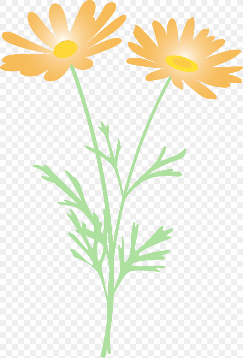 Daisy, PNG, 2037x2999px, Marguerite Flower, Camomile, Chamomile, Cut Flowers, Daisy Download Free