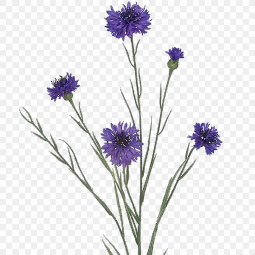 Flower Of The Fields Drawing Flower Bouquet, PNG, 1024x1024px, Flower Of The Fields, Albom, Aster, Blue, Centerblog Download Free