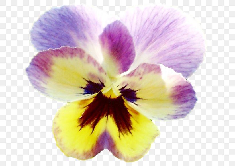 Pansy Violet Clip Art, PNG, 665x579px, Pansy, Closeup, Flower, Flowering Plant, Magenta Download Free