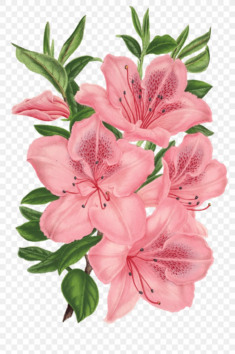 Pink Bunch Drawing Pink Flowers Floral Design, PNG, 851x1280px, Drawing, Alstroemeriaceae, Azalea, Cut Flowers, Floral Design Download Free
