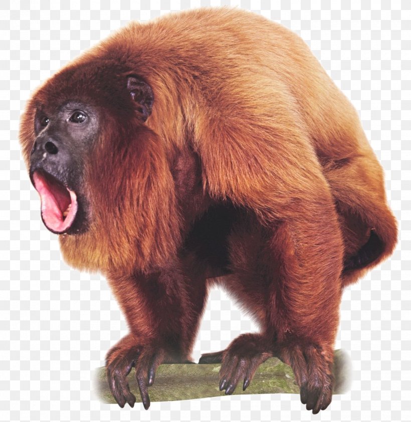 Primate Venezuelan Red Howler Monkey Image Ape, PNG, 1440x1482px, Primate, Ape, Beaver, Black Howler, Drawing Download Free