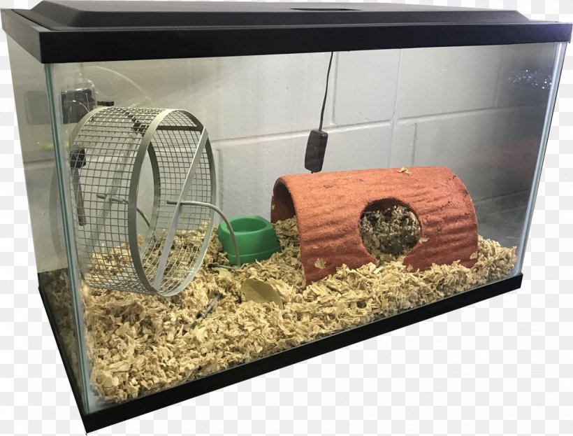 Rat Reptile Mouse Gerbil Aquarium, PNG, 1226x932px, Rat, Animal, Aquarium, Cage, Driftwood Download Free