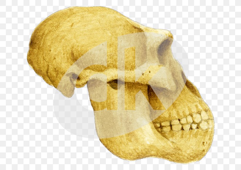 Skull, PNG, 800x580px, Skull, Bone, Jaw, Snout Download Free
