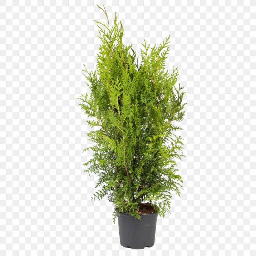 Arborvitae Thuja Occidentalis 'Smaragd' Ornamental Plant Oriental Arbor-vitae, PNG, 1024x1024px, Arborvitae, Aukro, Bulb, Conifer, Conifers Download Free