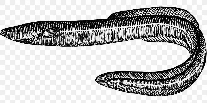 Conger Eel Moray Eel Clip Art, PNG, 1280x640px, Eel, Black And White, Conger Eel, Drawing, Electric Eel Download Free