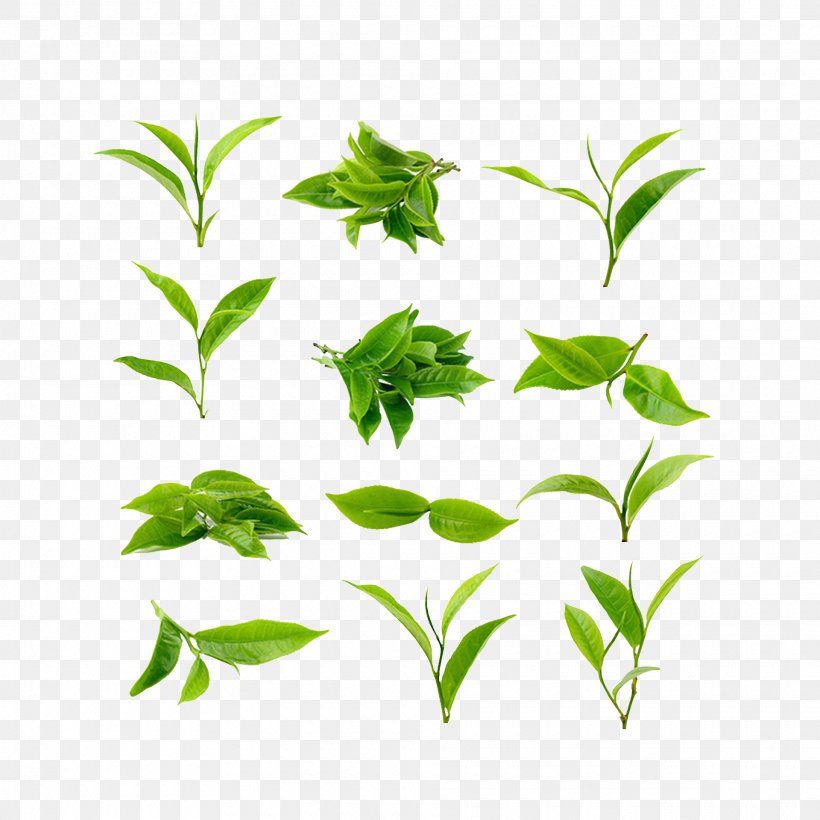 Green Tea Matcha Tea Leaf Grading Tea Plant, PNG, 1920x1920px, Green Tea, Aquarium Decor, Black Tea, Branch, Flower Download Free