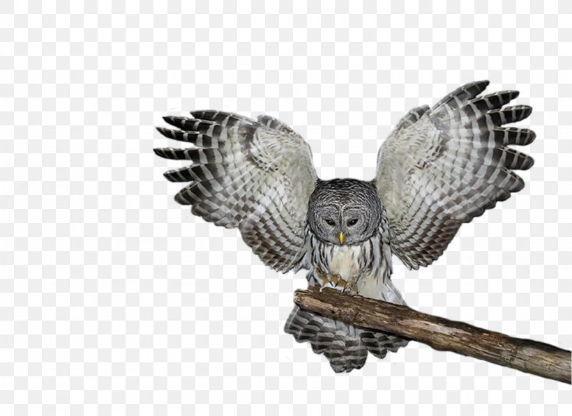 Tawny Owl Great Horned Owl Snowy Owl Eastern Screech Owl, PNG, 1024x746px, Owl, Alaska Raptor Center, Beak, Bird, Bird Of Prey Download Free