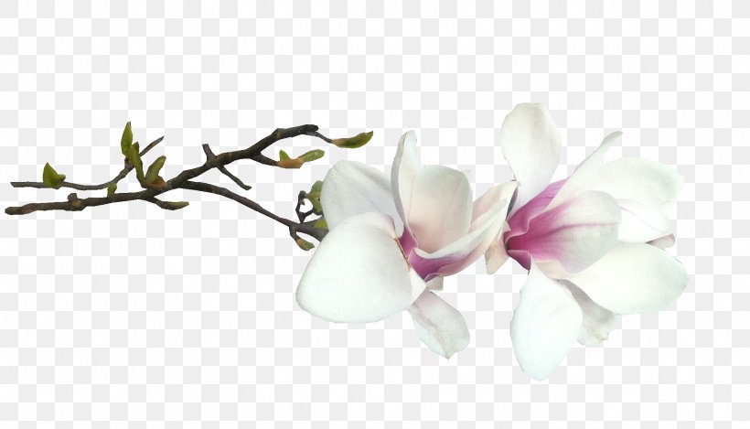 Administration Of Nakhodka City District Flower Blossom Southern Magnolia, PNG, 1967x1127px, Flower, Blog, Blossom, Branch, Cut Flowers Download Free