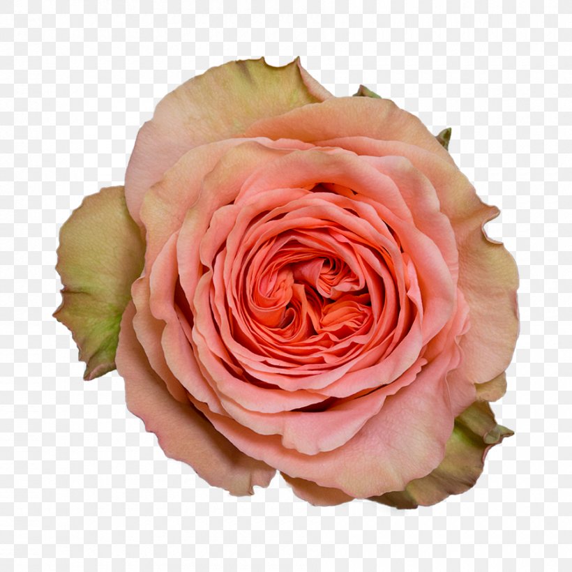 Garden Roses Cabbage Rose Floribunda Cut Flowers Floristry, PNG, 900x900px, Garden Roses, Cabbage Rose, Closeup, Cut Flowers, Floribunda Download Free
