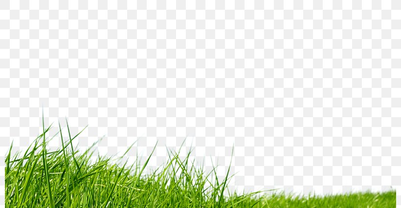 Grass Lawn, PNG, 800x426px, Grass, Field, Grass Family, Grassland, Green Download Free