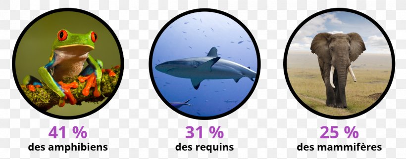 Mammal Human Global Warming Extinction Animal, PNG, 1194x469px, Mammal, Animal, Deforestation, Ecosystem, Endangered Species Download Free