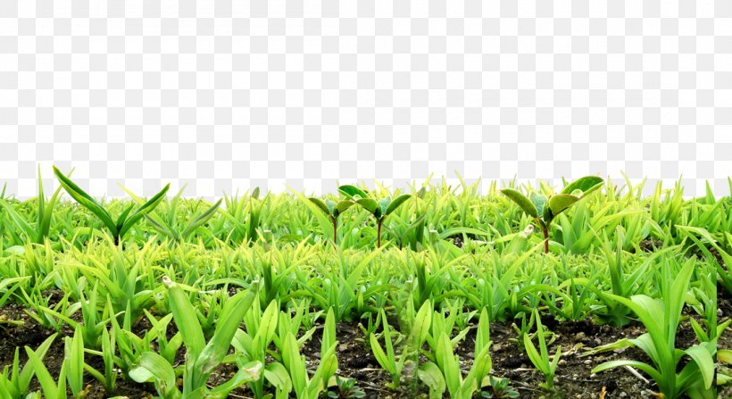 Background Material For Free Dig Plants Sprout, PNG, 1100x600px, Plant, Concepteur, Designer, Grass, Grass Family Download Free