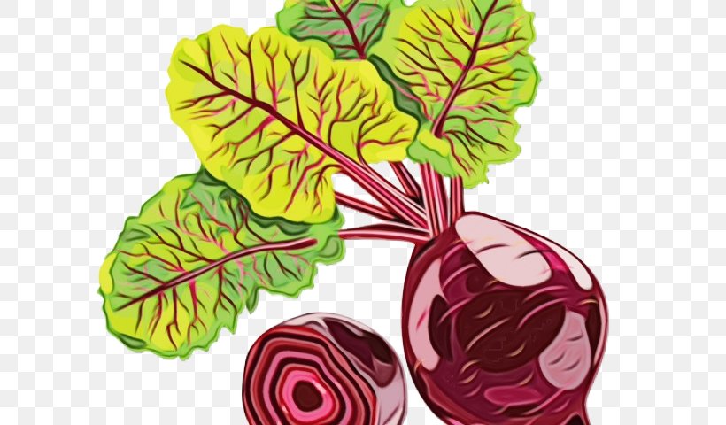 Beetroot Vegetable Cabbage Leaf Leaf Vegetable, PNG, 640x480px, Watercolor, Beetroot, Cabbage, Chard, Flower Download Free