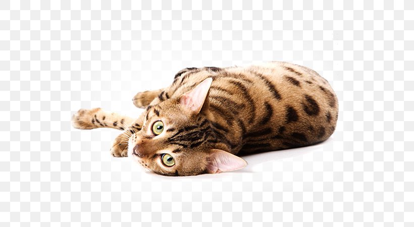Bengal Cat Savannah Cat Kitten Cat Food Dog, PNG, 650x450px, Bengal Cat, Animal, Bengal, Carnivoran, Cat Download Free