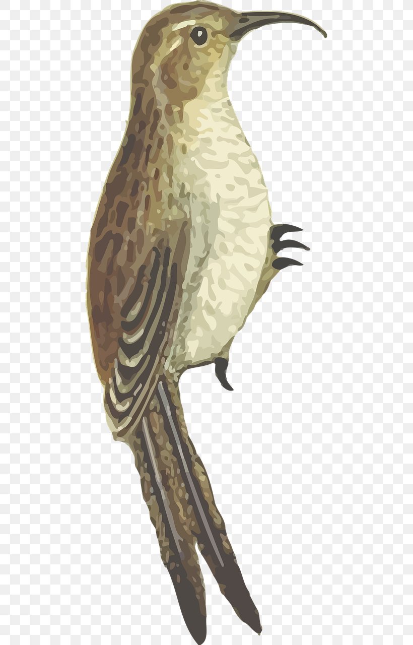 Bird Clip Art, PNG, 640x1280px, Bird, Beak, Bird Flight, Cuculiformes, Fauna Download Free