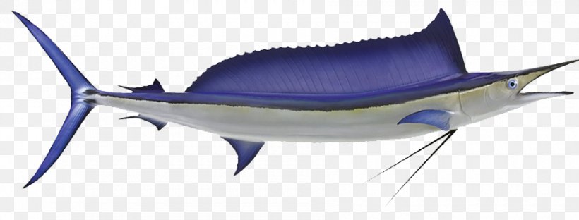 Swordfish Mediterranean Spearfish Shortbill Spearfish Striped Marlin Marine Biology, PNG, 900x343px, Swordfish, Billfish, Biology, Bony Fish, Dianne Wiest Download Free