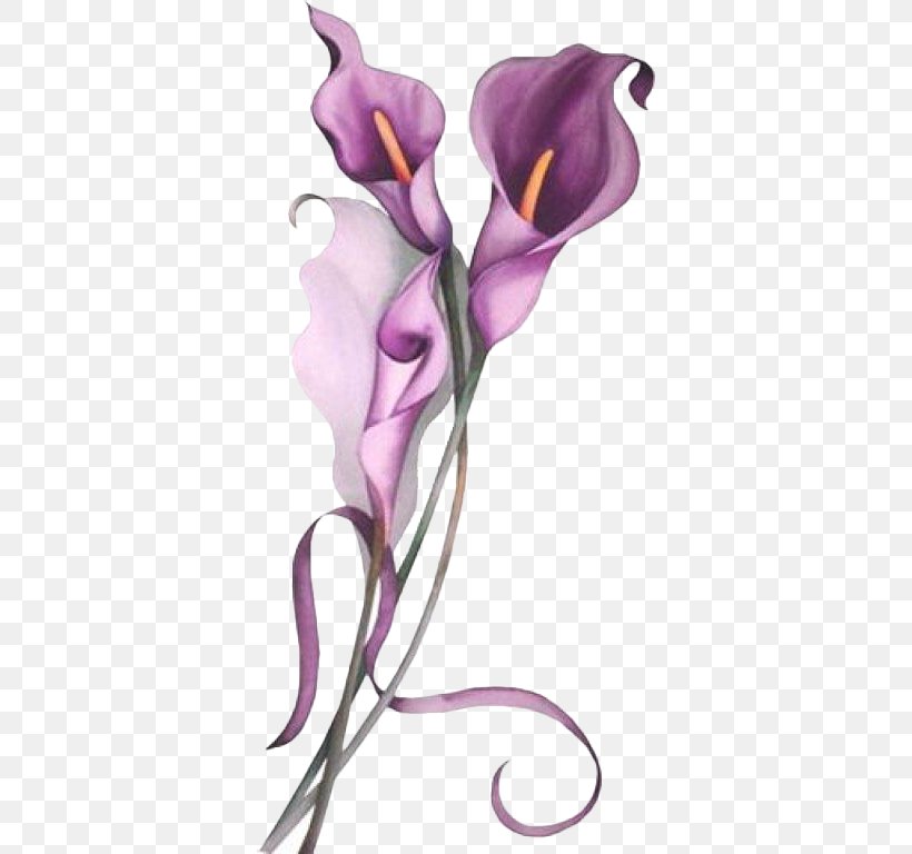 Arum-lily Callalily Lilium Flower Clip Art, PNG, 358x768px, Arumlily, Art, Arum, Arum Lilies, Calas Download Free