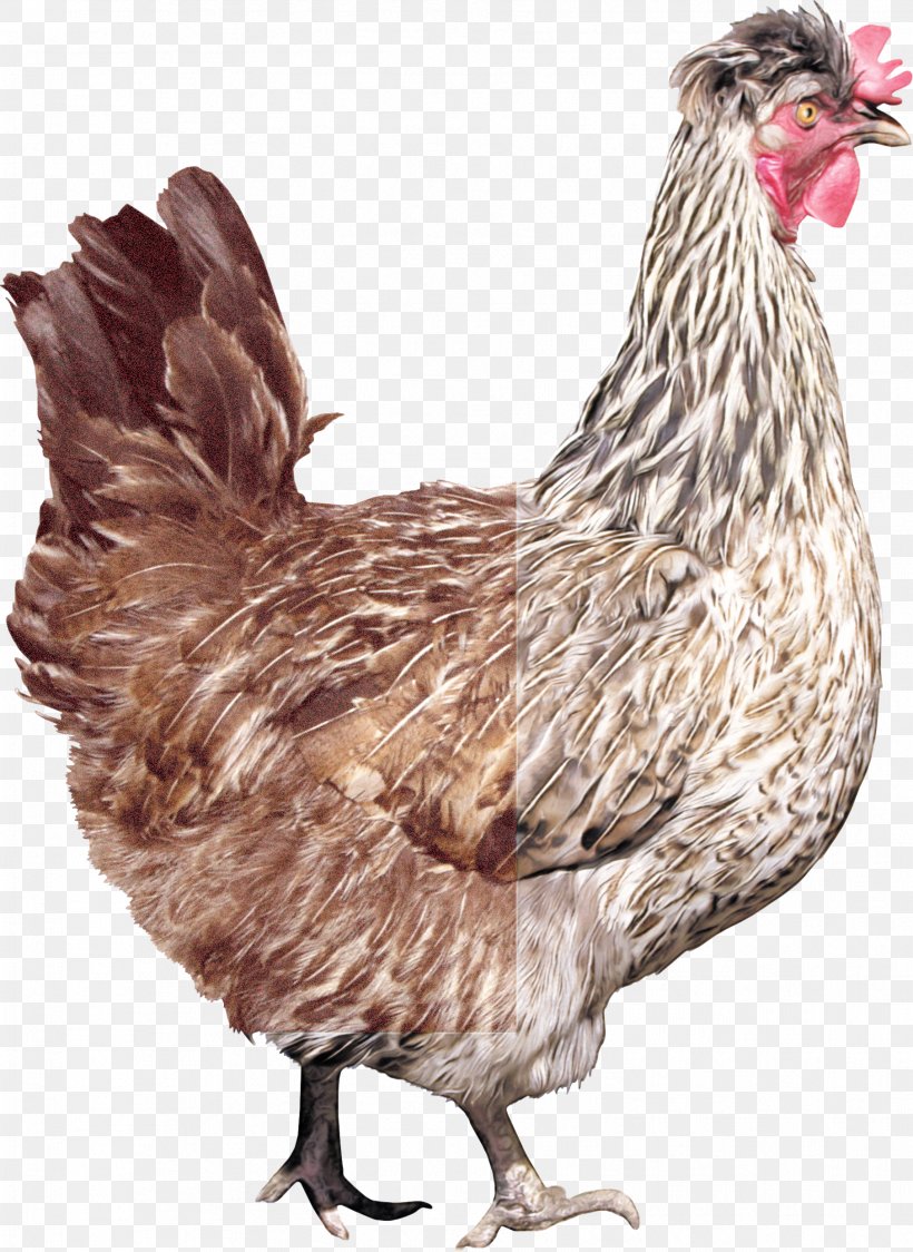 Bird Chicken Rooster Beak Comb, PNG, 1811x2484px, Bird, Beak, Chicken, Comb, Fowl Download Free
