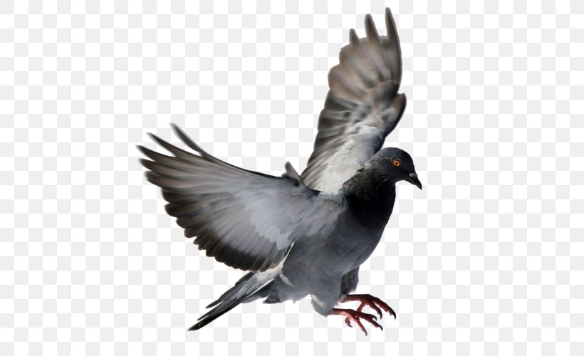 Columbidae Homing Pigeon Squab Bird Racing Homer, PNG, 500x500px, Columbidae, Animal, Beak, Bird, Domestic Pigeon Download Free