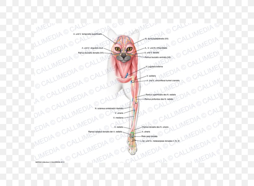 Ear /m/02csf Insect Drawing, PNG, 600x600px, Watercolor, Cartoon, Flower, Frame, Heart Download Free