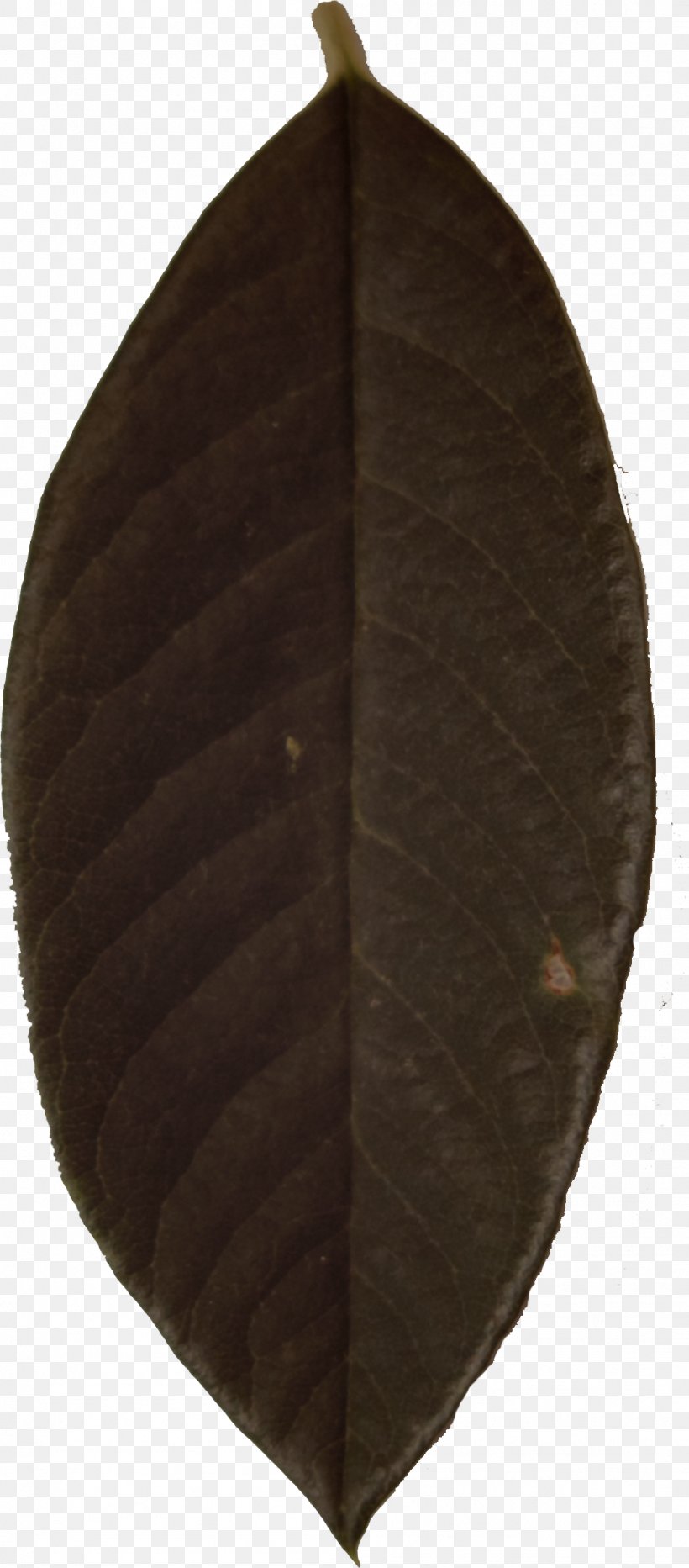 Leaf, PNG, 1049x2386px, Leaf, Plant Download Free