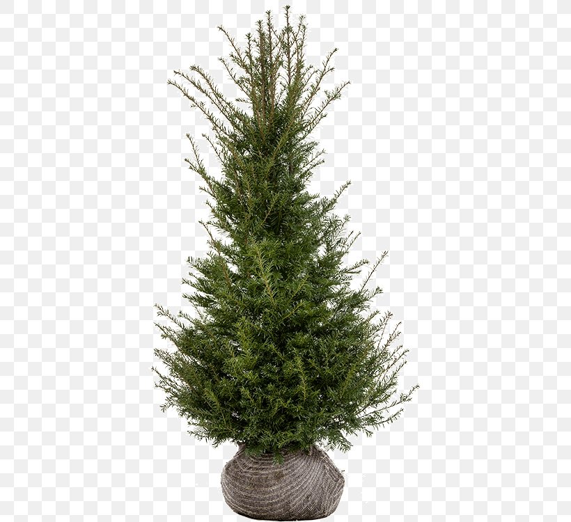 Spruce Fir Pine Christmas Tree Larch, PNG, 393x750px, Spruce, Christmas, Christmas Decoration, Christmas Tree, Conifer Download Free