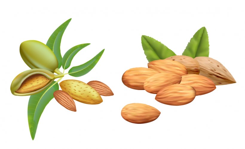 Almond Oil Vector Graphics Clip Art Carrier Oil, PNG, 1024x624px, Almond, Almond Oil, Can Stock Photo, Carrier Oil, Drawing Download Free