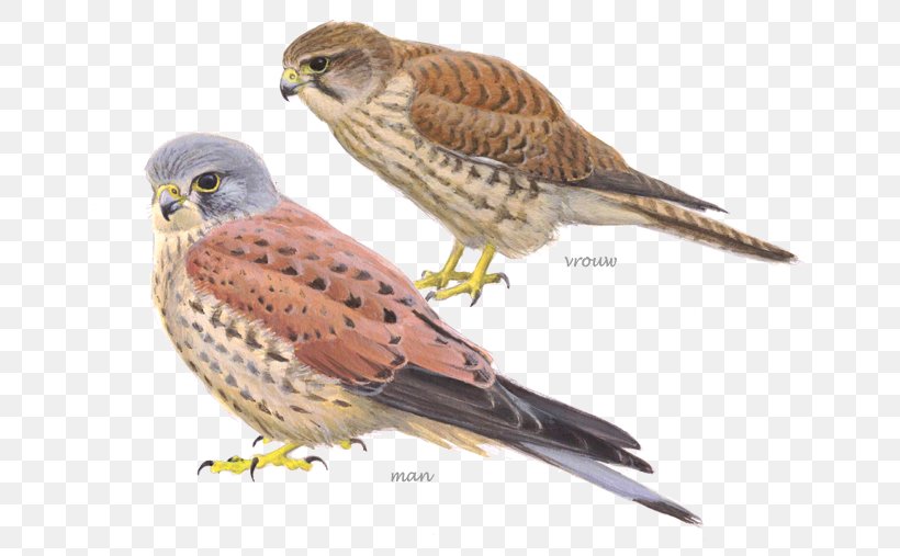 Bird Netherlands Common Kestrel Peregrine Falcon, PNG, 650x507px, Bird, American Kestrel, American Sparrows, Beak, Bird Of Prey Download Free