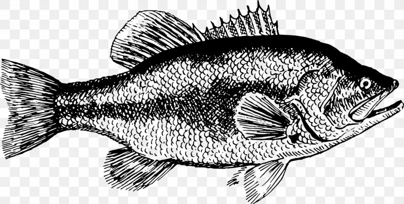 Fishing Cartoon, PNG, 1480x750px, Anchovy, Agave Tequilana, Barramundi, Bass, Black Sea Bass Download Free