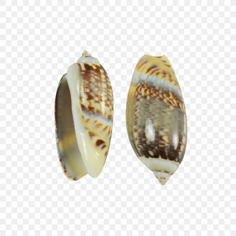 Jewellery Conchology Jewelry Design Kilogram, PNG, 1100x1100px, Jewellery, Conchology, Jewelry Design, Jewelry Making, Kilogram Download Free