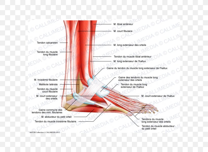 Muscle Nerve Foot Muscular System Anatomy, PNG, 600x600px, Watercolor, Cartoon, Flower, Frame, Heart Download Free